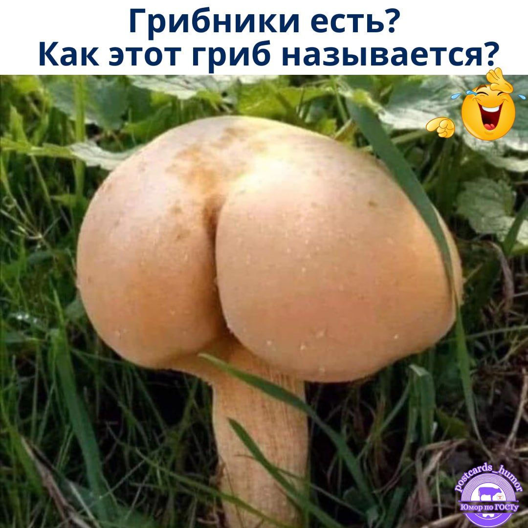Грибники есть? Как этот гриб называется?