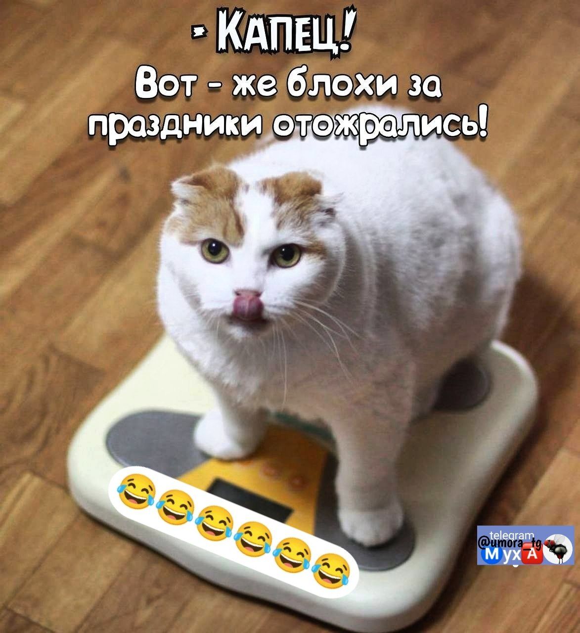  - Капец! Вот - же блохи за праздники отожрались!