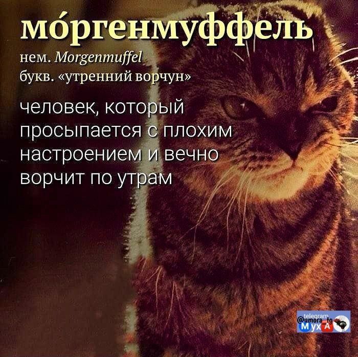 морг:

нем. Могвепти,

просыпается ’плох‘тм ;
настроением вечно —
ворчит по ут] ;
