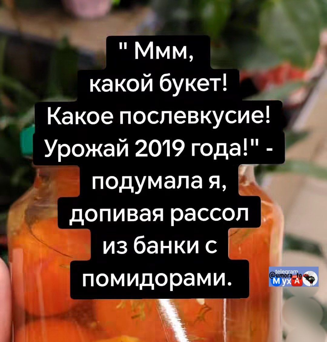 Ммм, какой букет! Какое послевкусие! Урожай 2019 года! - подумала я, допивая рассол из банки с помидорами.