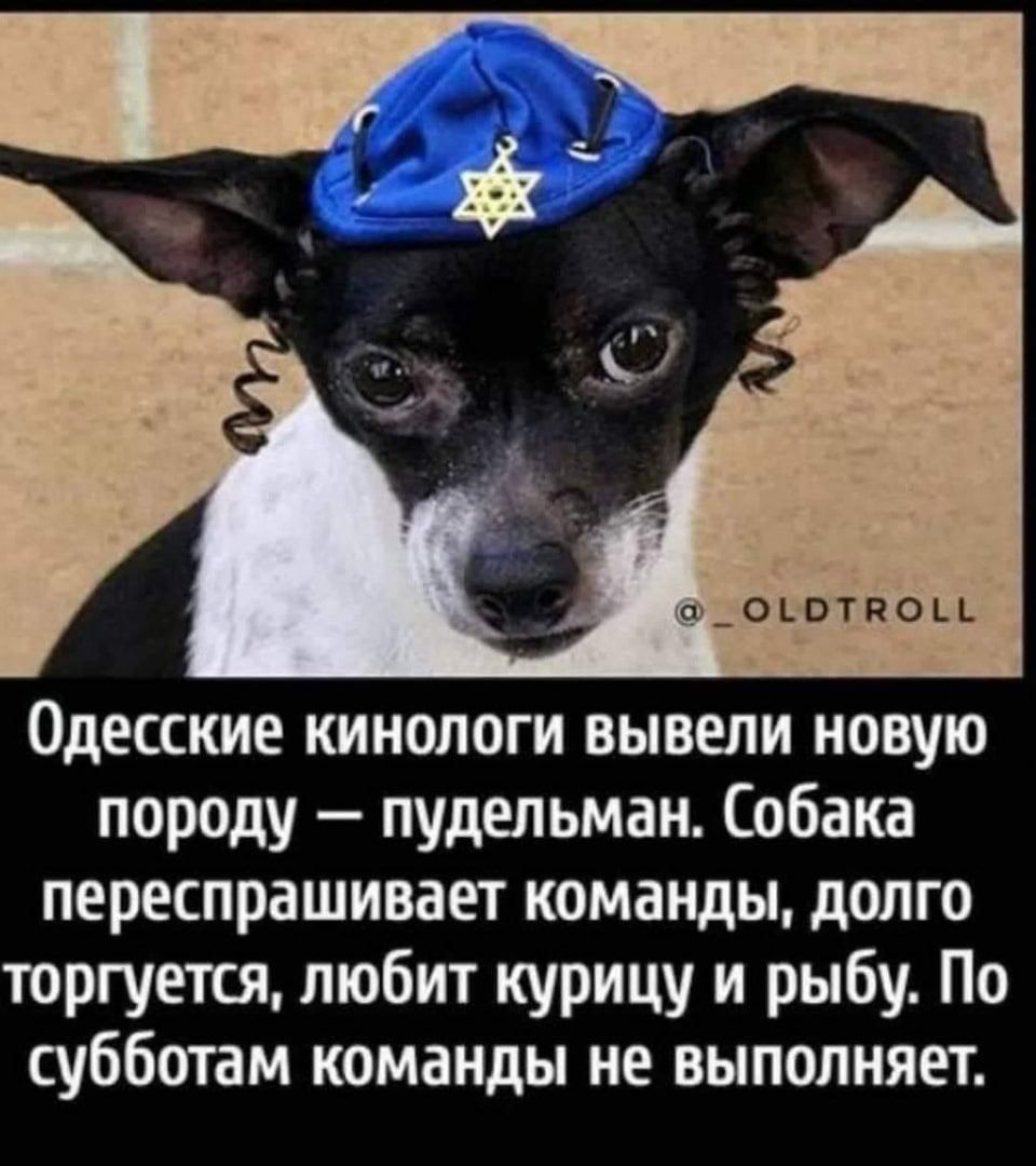 Одесские кинологи вывели новую породу — пудельман. Собака пересспрашивает команды, долго торгется, любит курицу и рыбу. По субботам команды не выполняет.