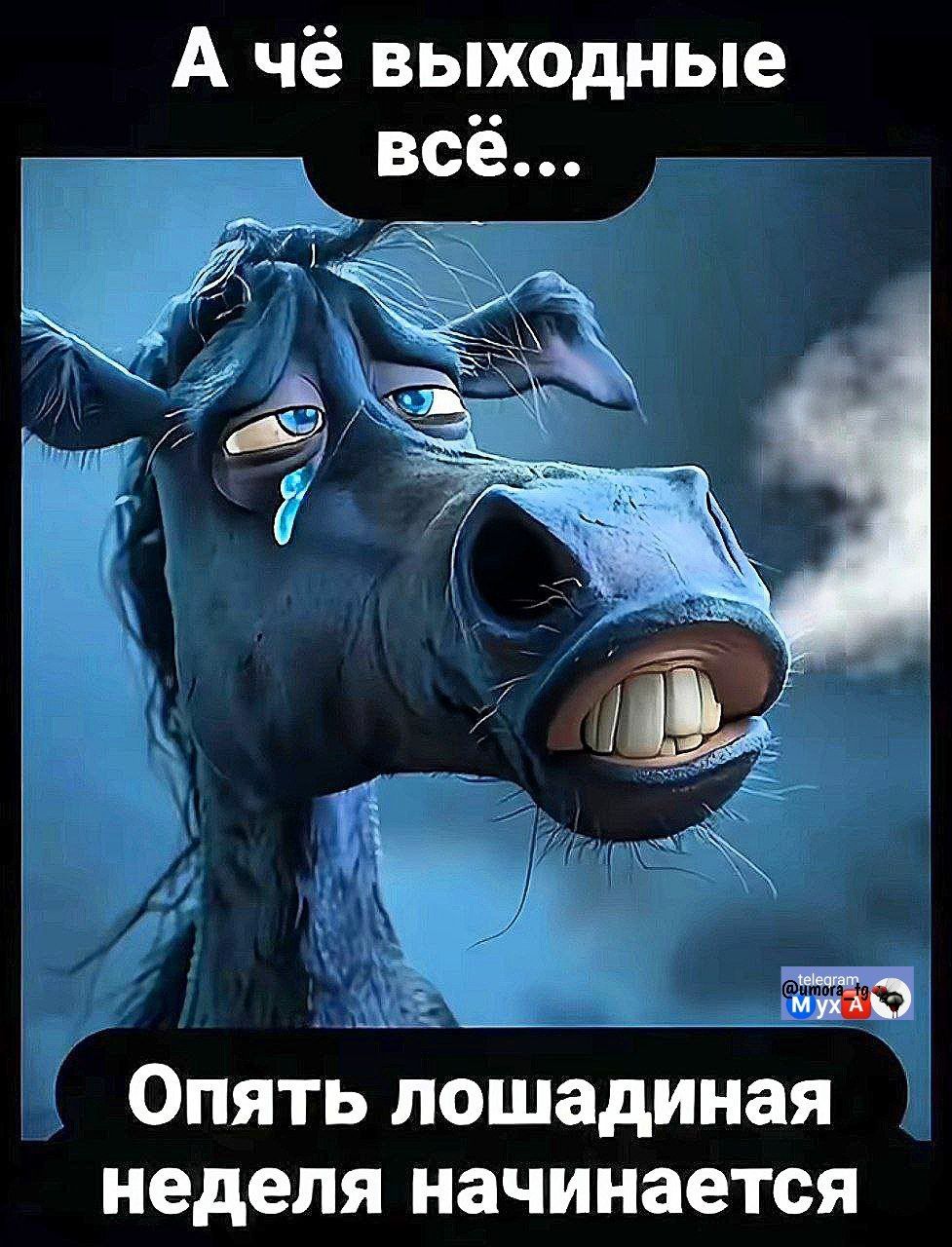 А чё выходные всё... Опять лошадина неделя начинается