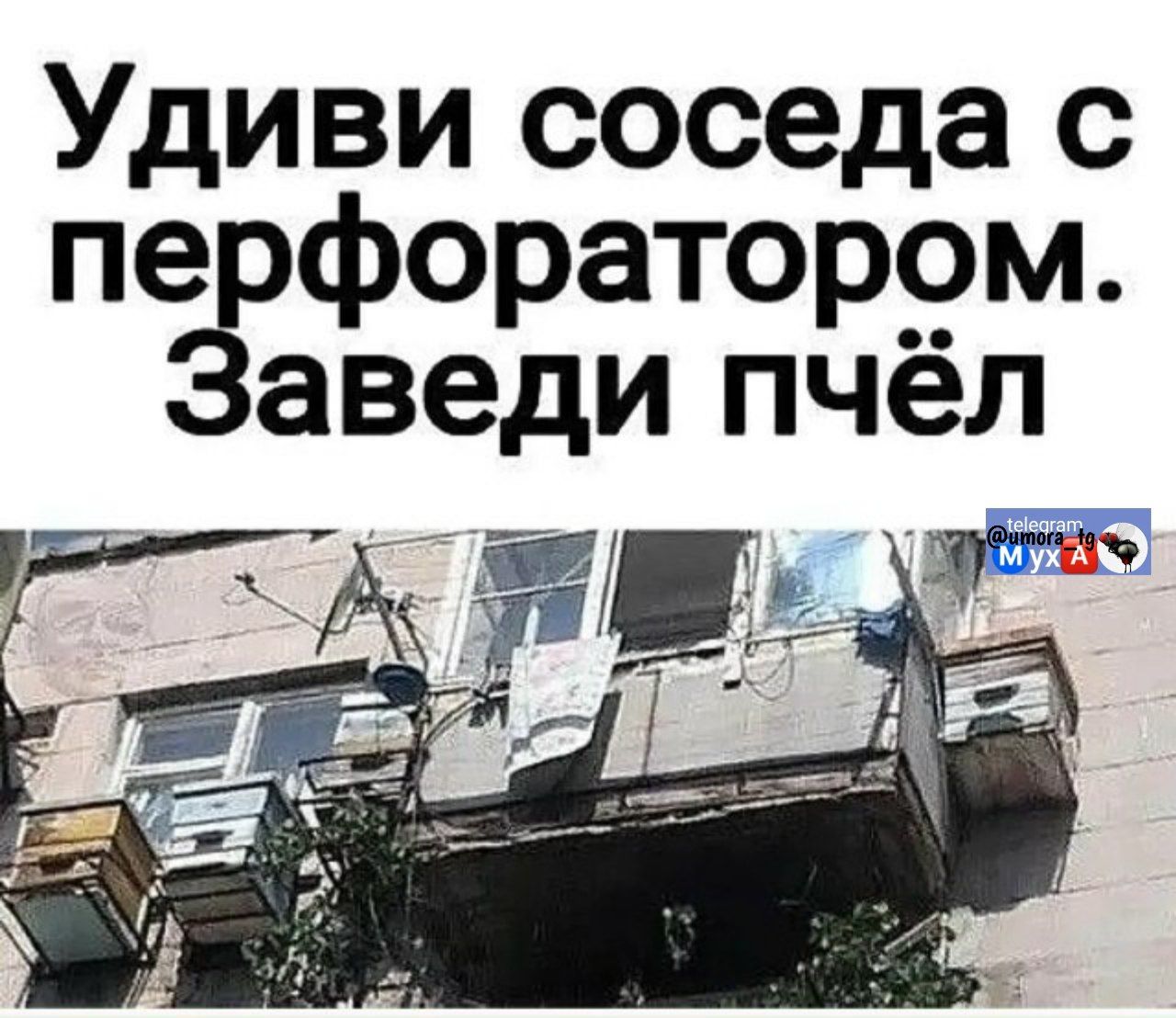 Удиви соседа с перфоратором. Заведи пчёл