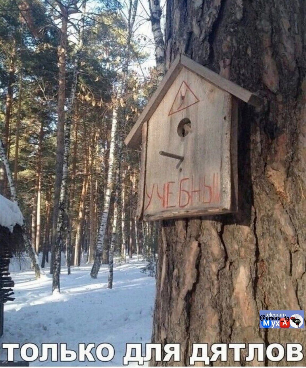 Учебы
Только для дятлов