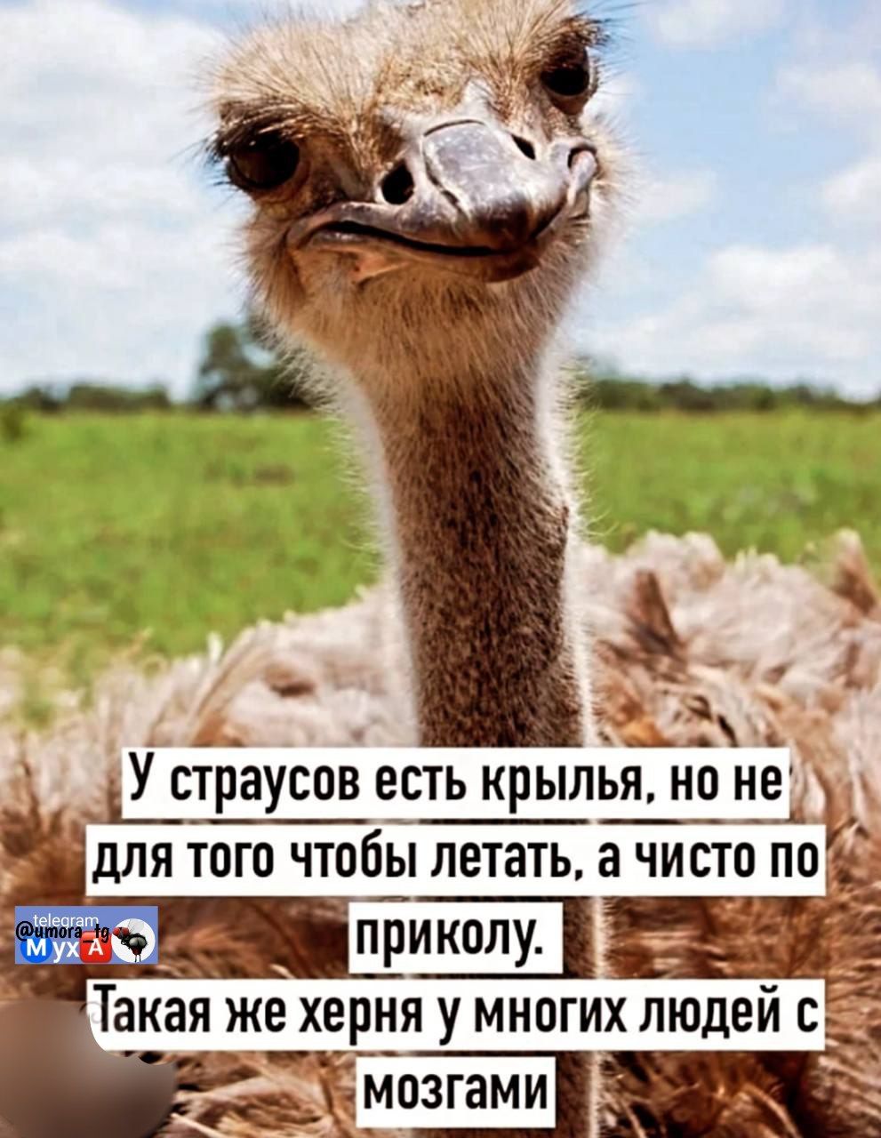 У страусов есть крылья, но не для того чтобы летать, а чисто по приколу. Такая же херня у многих людей с мозгами