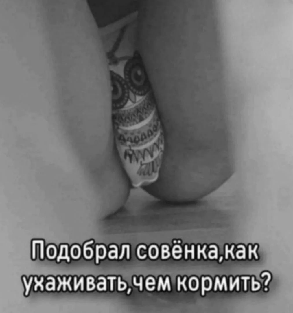 Подобрал совёнка, как ухаживать, чем кормить?