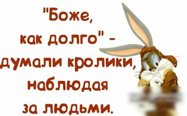 Боже как долго думали кролики наблюдая за людьми