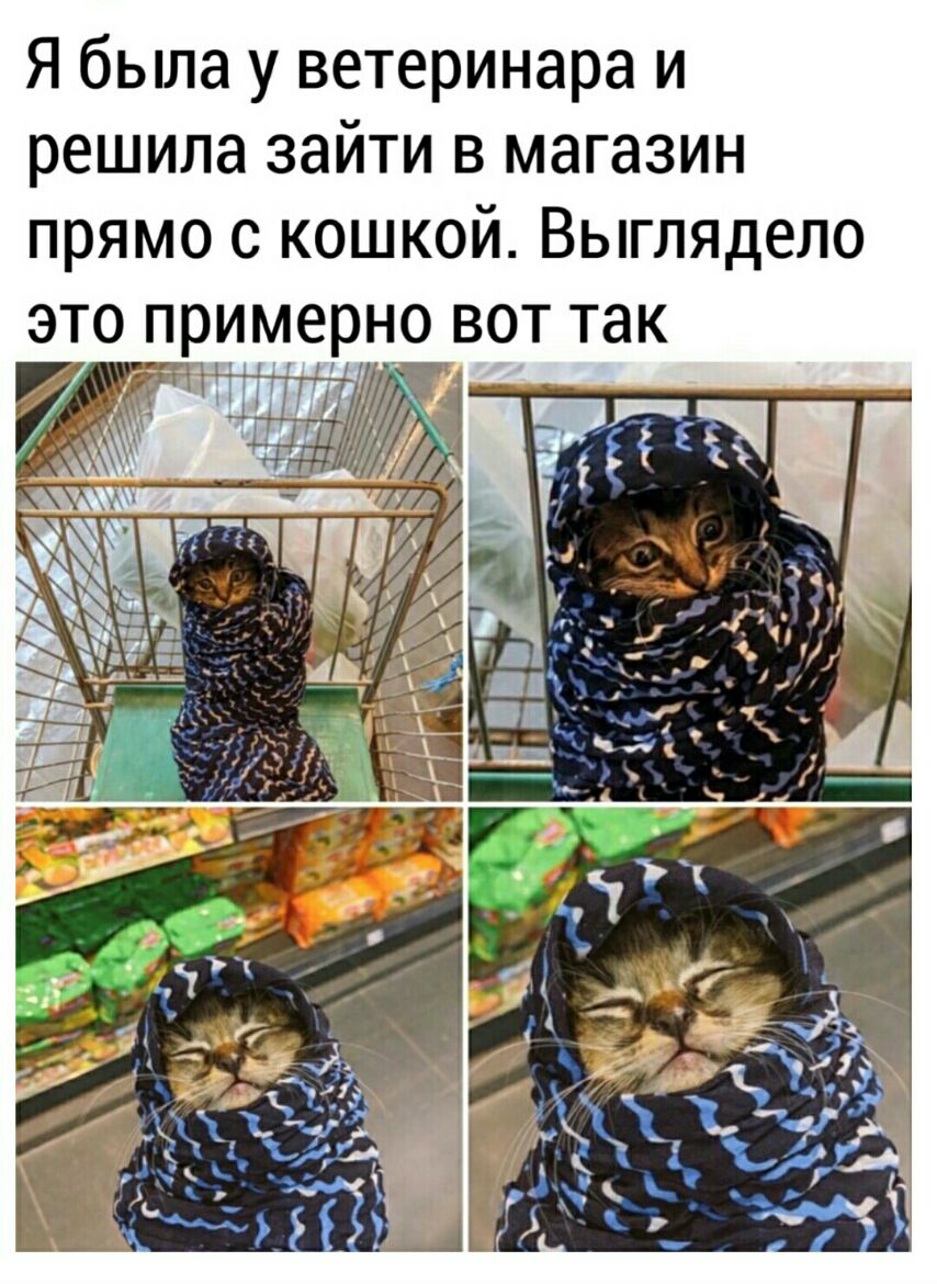 Я была у ветеринара и решила зайти в магазин прямо с кошкой Выглядело это примерно вот так Чд3 дц