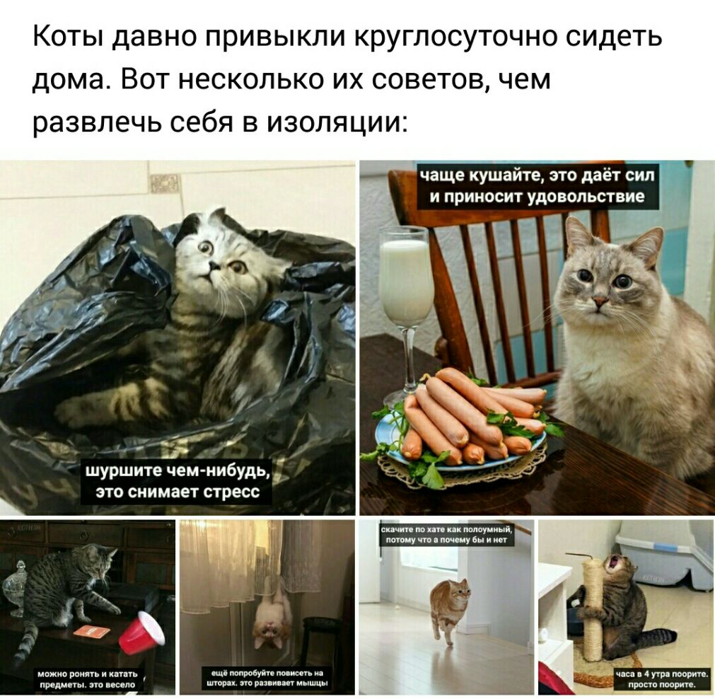 Коты давно привыкли круглосуточно сидеть дома Вот несколько их советов чем развлечь  себя в изоляции чаще кушайте это даёт сил и приносит удовольствие можт  рпипьинтпь п в чш кредиты исео при подр -