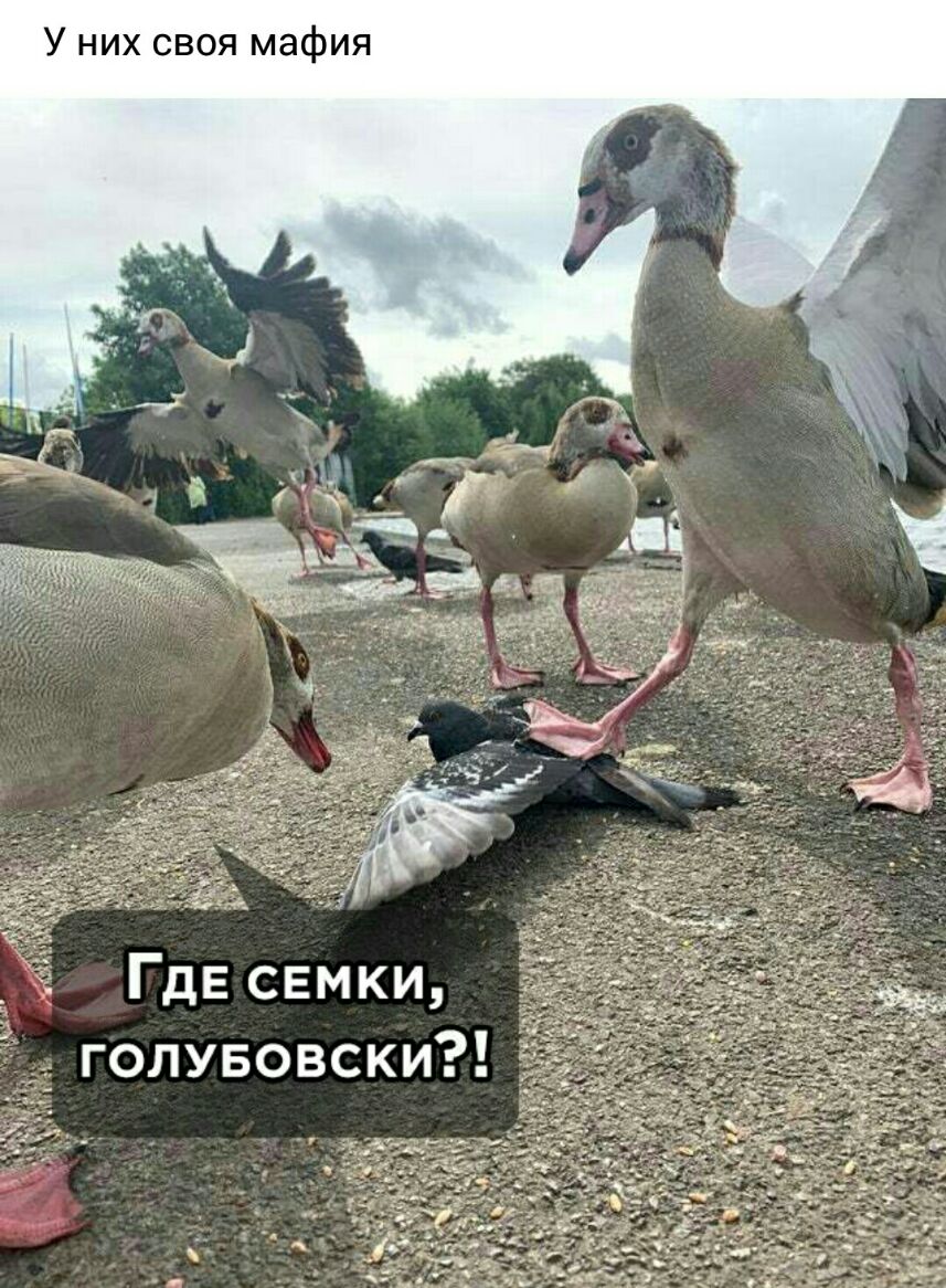 У них своя мафия ГдЕ семки _ голувовски