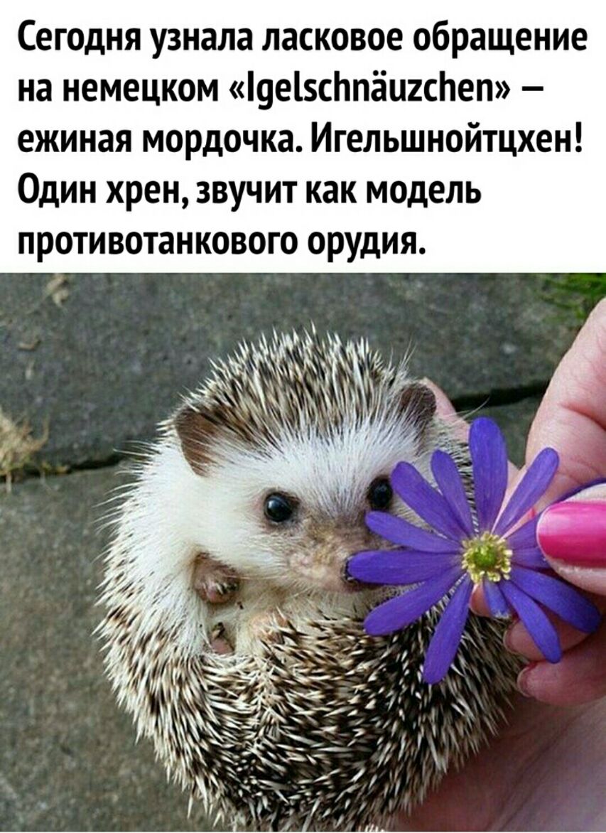 Сегодня узнала ласковое обращение на немецком 9е1с1пёцгс1еп ежиная мордочка Игельшнойтцхен Один хрен звучит как модель противотанкового орудия