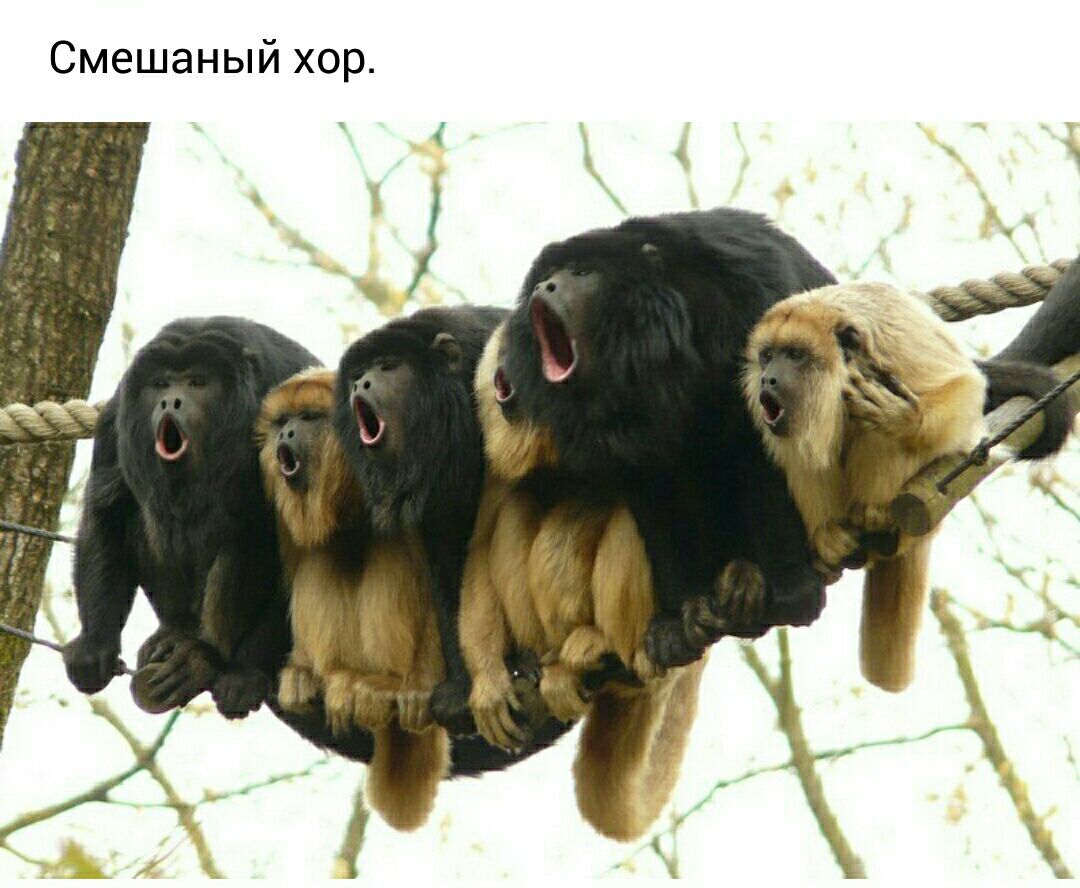 Смешаный хор