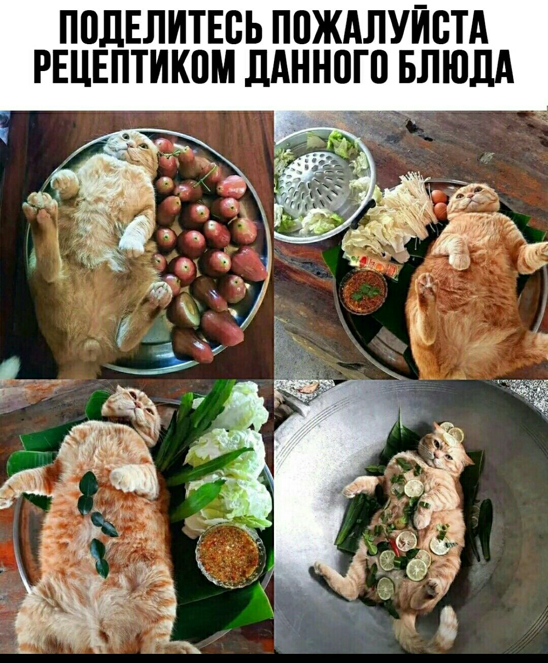 ППЛЕЛИТЕВЬ ППЖАЛУЙВТА РЕЦЕПТИКПМ ДАННПГП БЛЮДА