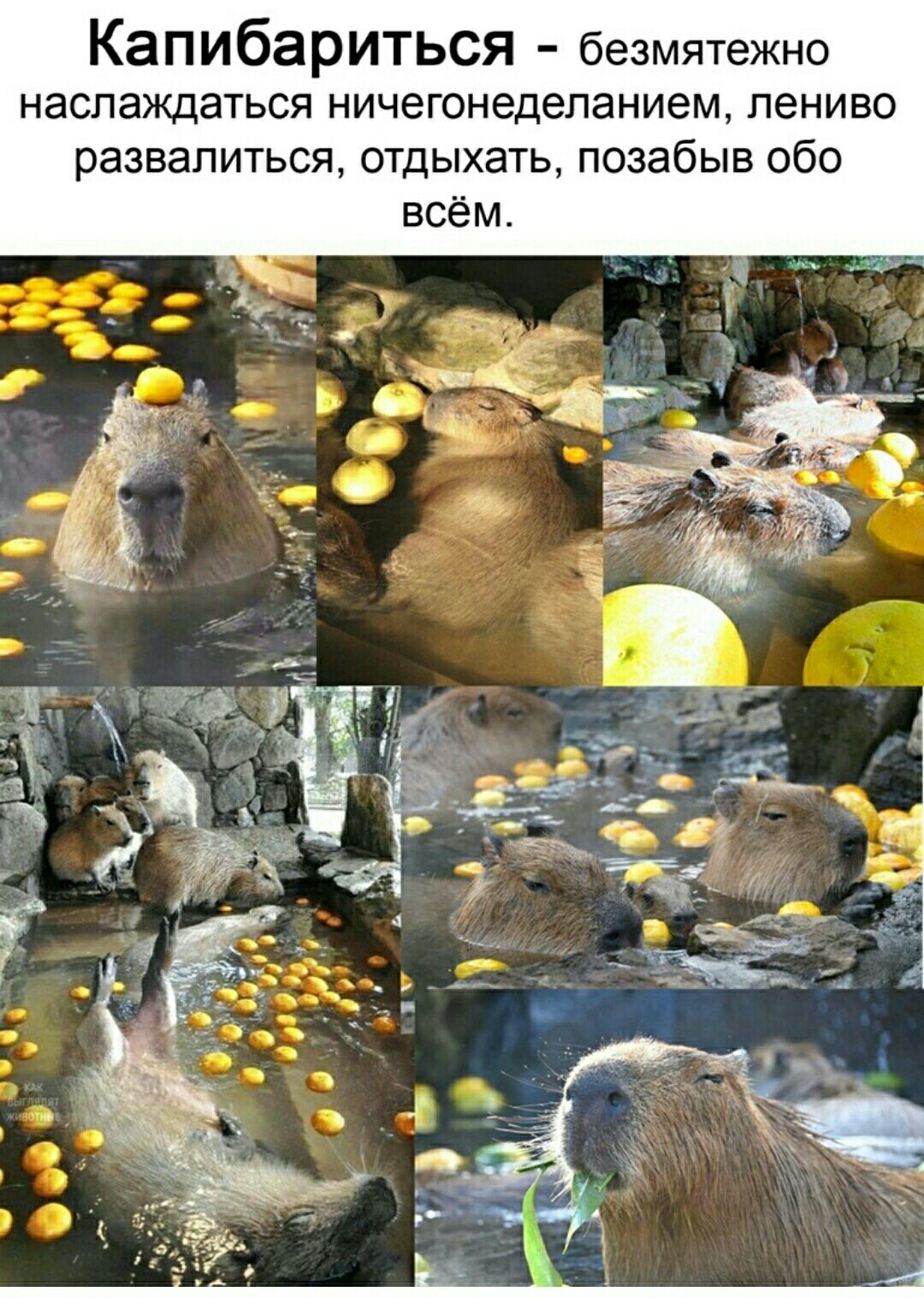 Капибариться безмятежно наслаждаться ничегонеделанием лениво развалиться отдыхать позабыв обо