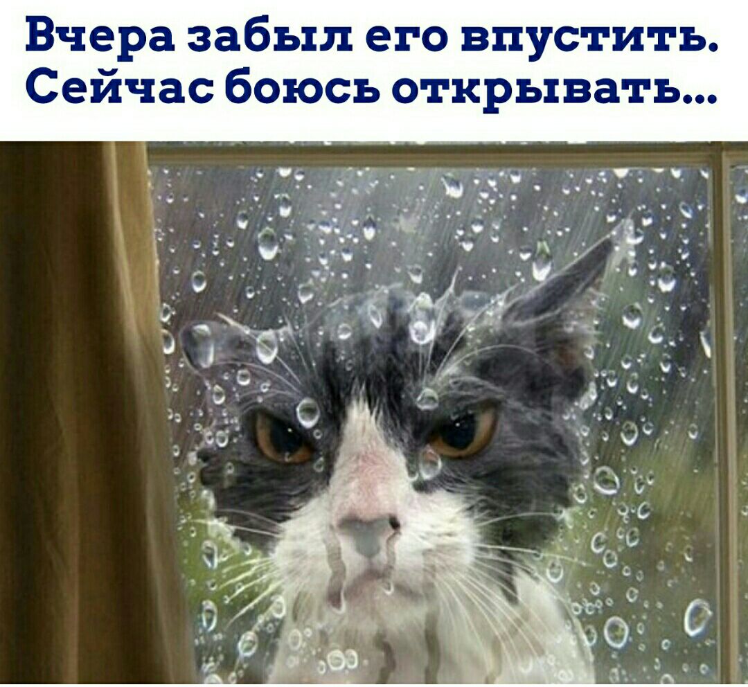 Вчера забыл его впустить Сейчас боюсь открывать