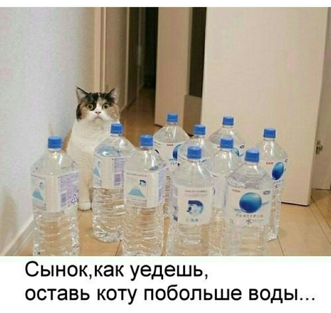 Сыноккак уедешь оставь коту побольше воды