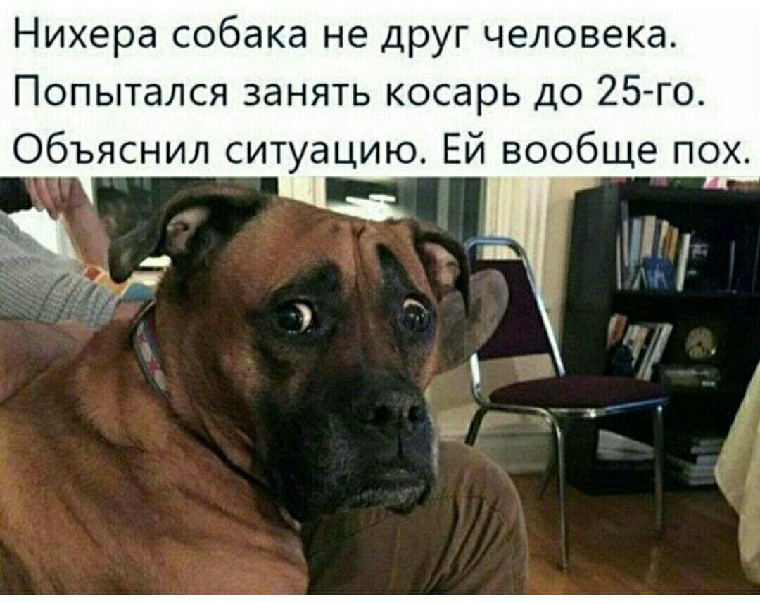 Нихера собака не друг человека Попытался занять косарь до 25 го Объяснил ситуацию Ей вообще пох Ь