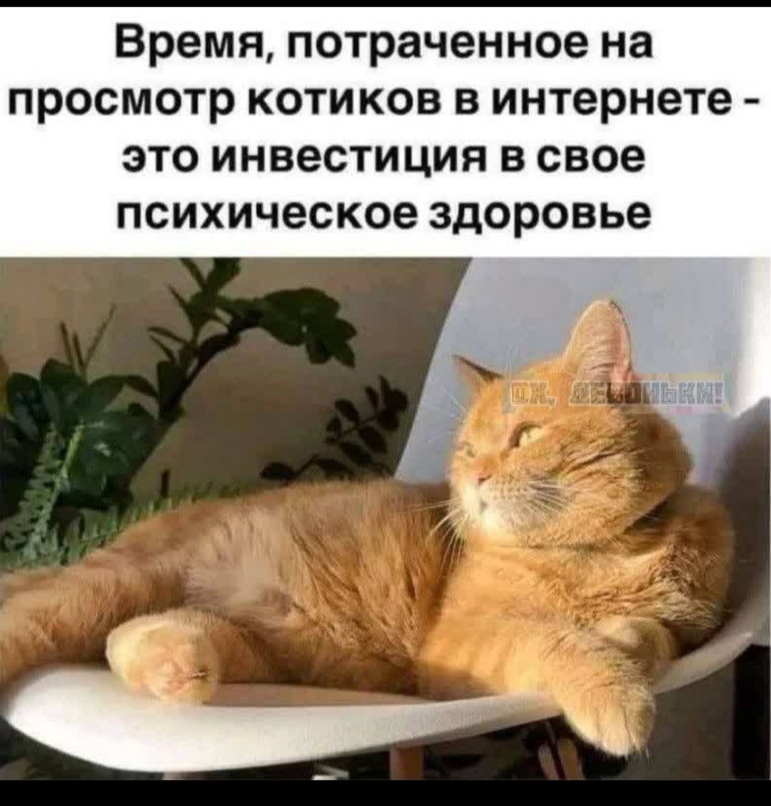 Время, потраченное на просмотр котиков в интернете - это инвестиция в свое психическое здоровье