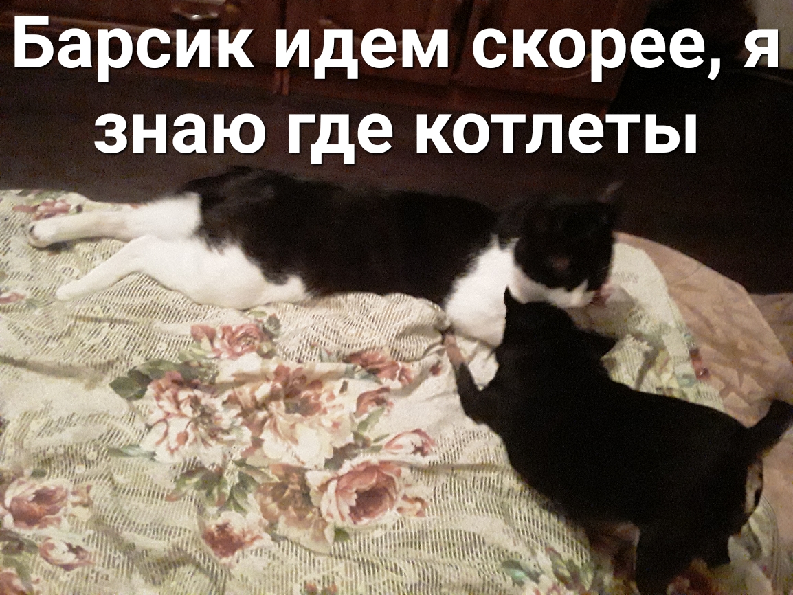 Барсик идем скорее я знаю где котлеты
