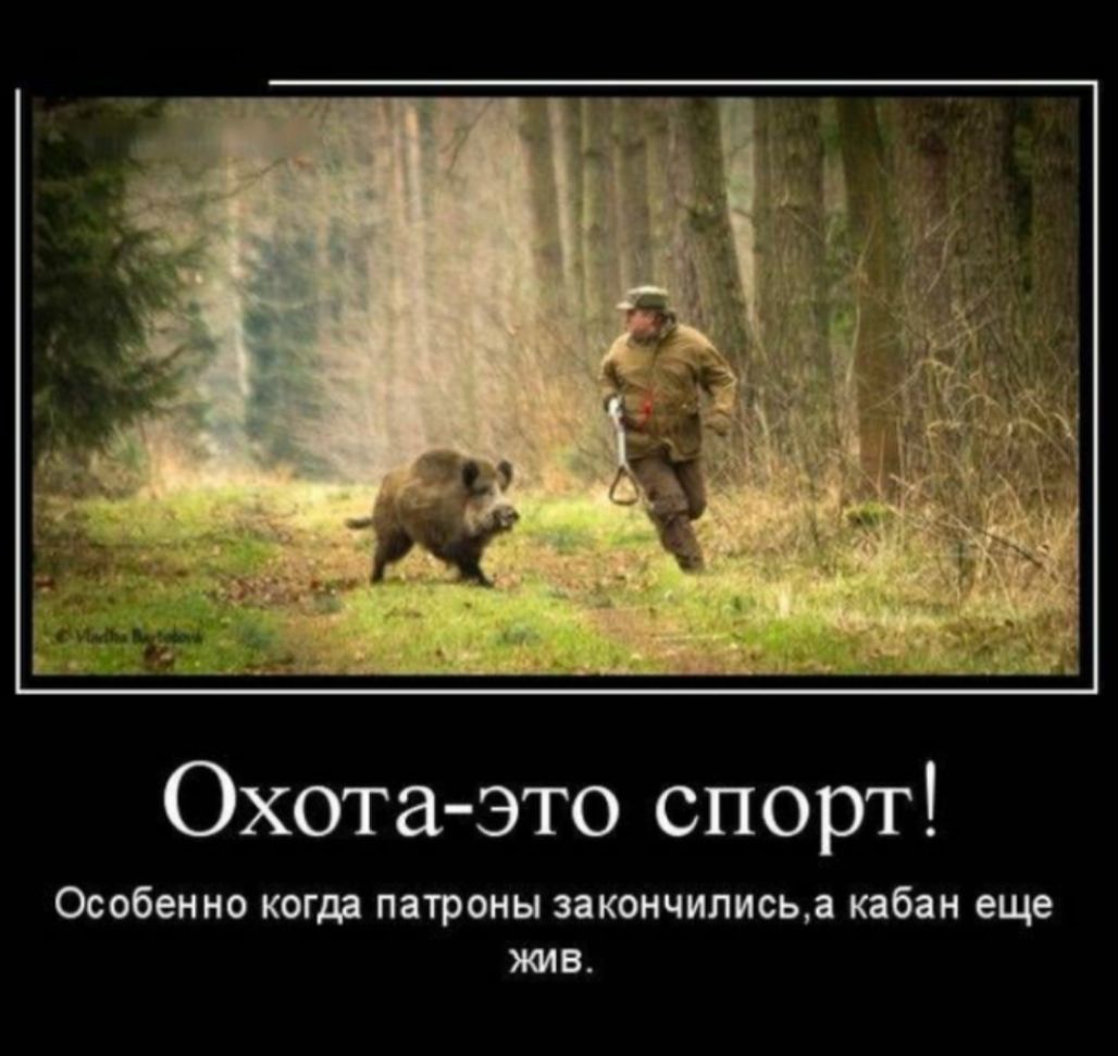 Охота это спорт Особенно когда патроны закончилисьа кабан еще жив