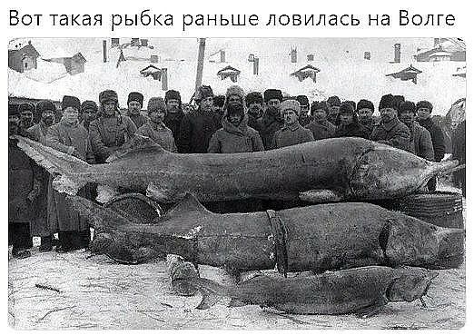 Вот такая рыбка раньше ловилась на Волге