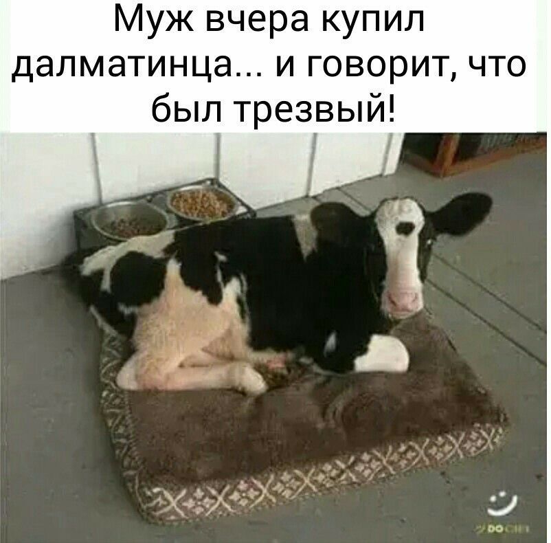 Муж вчера купил далматинца и говорит что был трезвый
