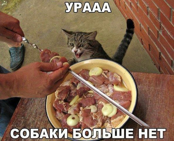 СОБАКИБОЛ ЁШЕ НЕТ