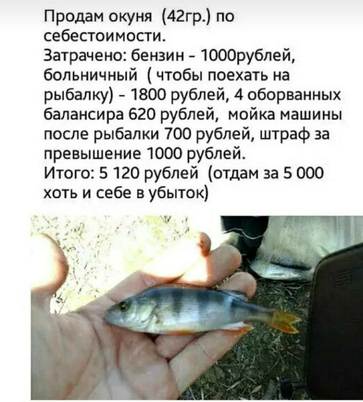 Продам окуня 42гр по себестоимости Затрачено бензин 1000рублей больничный чтобы поехать на рыбалку 1800 рублей 4 оборванных балансира 620 рублей мойка машины после рыбалки 700 рублей штраф за превышение 1000 рублей Итого 5 120 рублей отдам за 5 000 хоть и себе в убыток