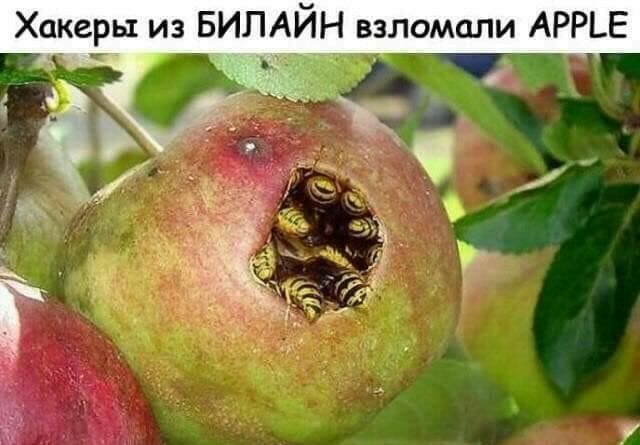 Хакеры из БИЛАЙН взломали АРР_Е бы