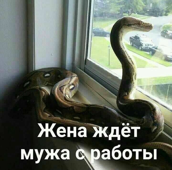 ЖейаЖДёт мужа боты