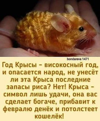 ми Год Крысы високосный год и опасается народ не унесёт ли эта Крыса последние запасы риса Нет Крыса символ лишь удачи она вас сделает Богаче прибавит к февралю денёк и потолстеет кошелёк
