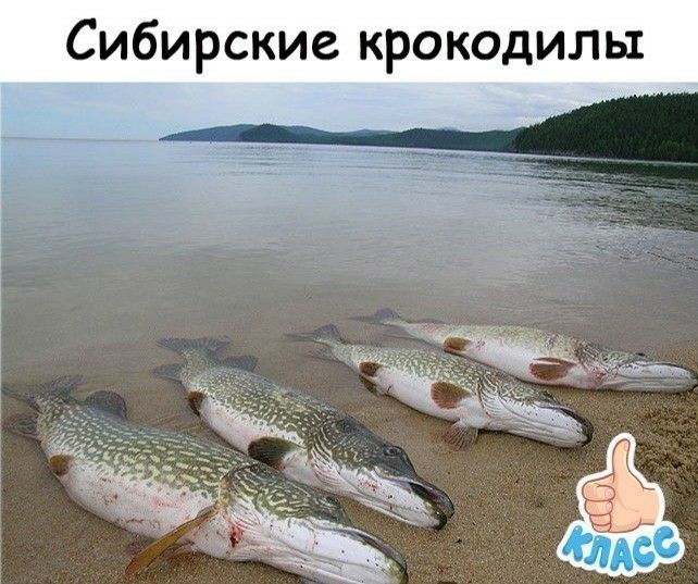 Сибирские крокодилы