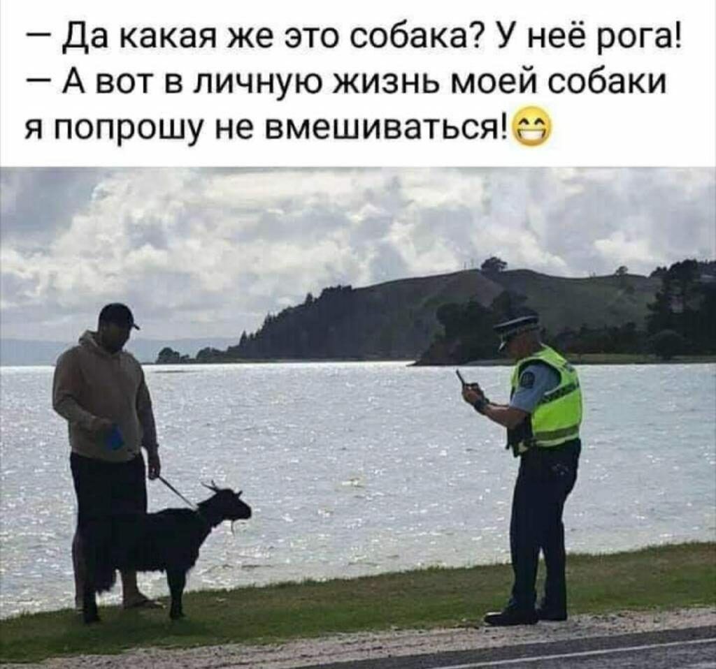 Да какая же это собака У неё рога А вот в личную жизнь моей собаки я попрошу не вмешиваться г