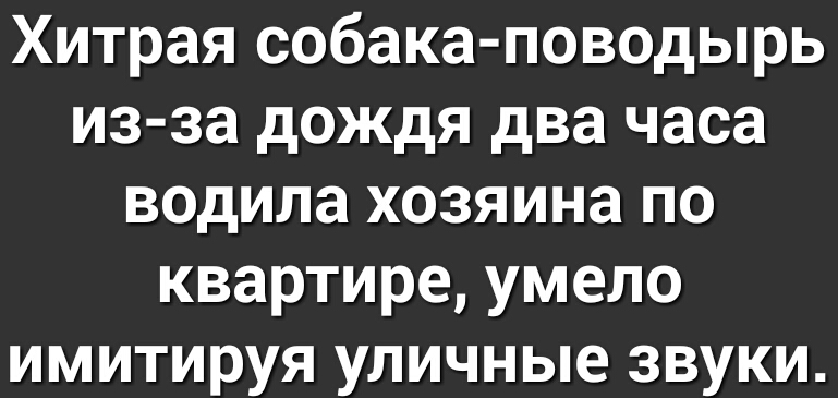 Хитрая собака поводырь из за дождя два часа водила хозяина по квартире умело имитируя уличные звуки
