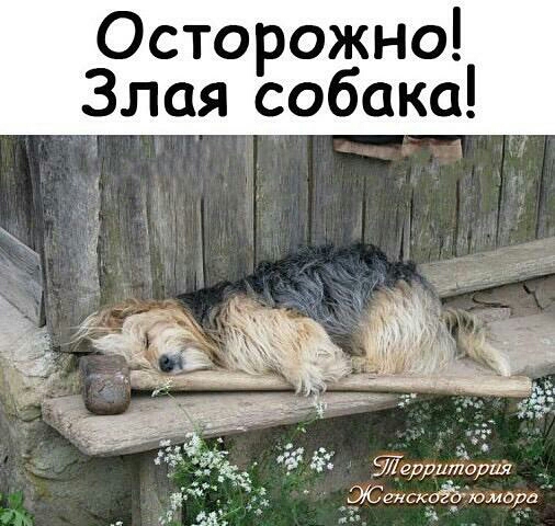 Осторожно Злая собака Леддийадш ХСгнщаЁдюмора ч