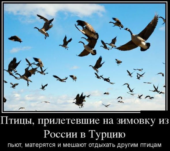 ГТИЦЫ прилетевшие на ЗИМОВКУ ИЗ России в Турцию ПЬЮТ матерятся И МЭШЭЮТ ОТДЫХЭТЬ другим птицам