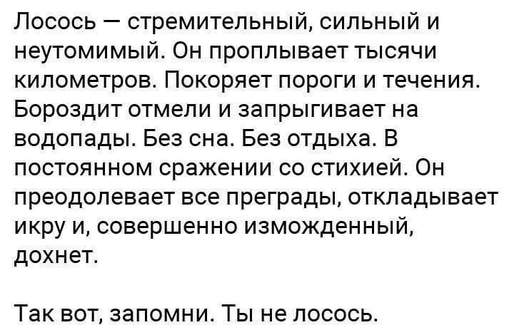 Лосось стремительный сильный и неутомимый Он проплывает тысячи километров Покоряет пороги и течения Бороздит отмели и запрыгивает на водопады Без сна Без отдыха В постоянном сражении со стихией Он преодолевает все преграды откладывает икру и совершенно изможденный дохнет Так вот запомни Ты не лосось