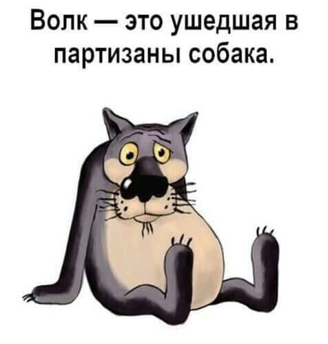ВОЛК ЭТО ушедшая В партизаны собака