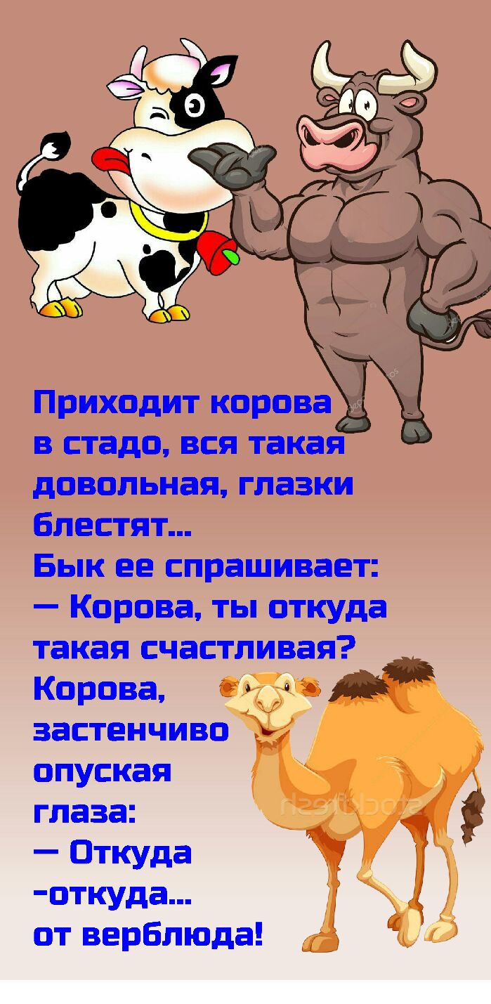 в стаде вся такая довольная глазки блестят Бык ее спрашивает Корова ты откуда такая счастливая Корова застенчиво опуская глаза Откуда 7 3 пткуда от верблюда Ц
