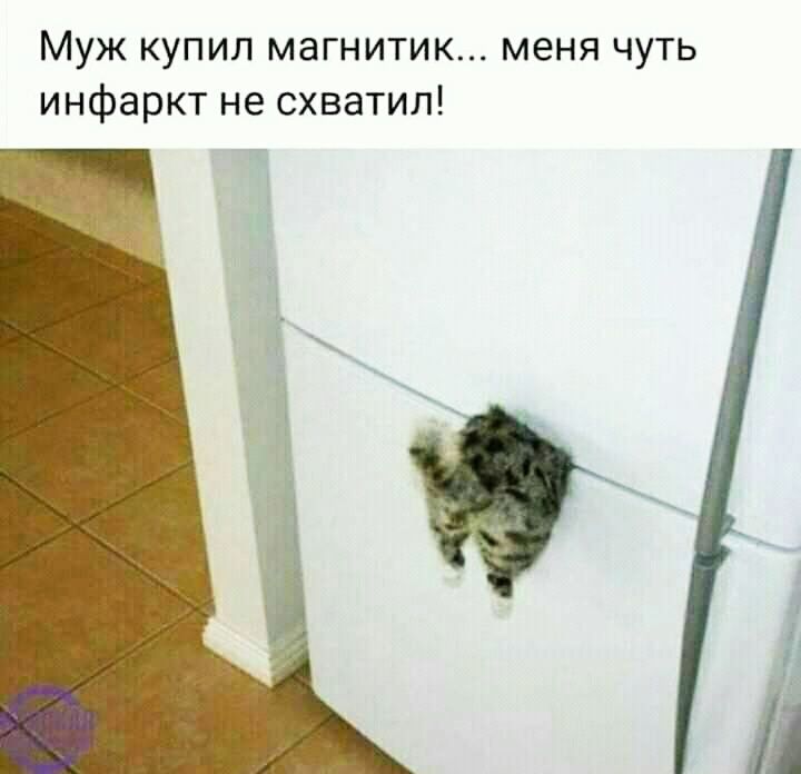 Муж купил магнитик меня чуть инфаркт не схватил