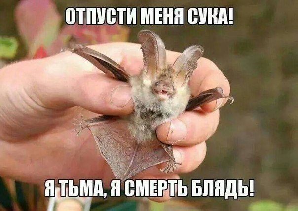 отшсти меня сини Я МП Я ВМЁЁЁЬ БПЯДЬ