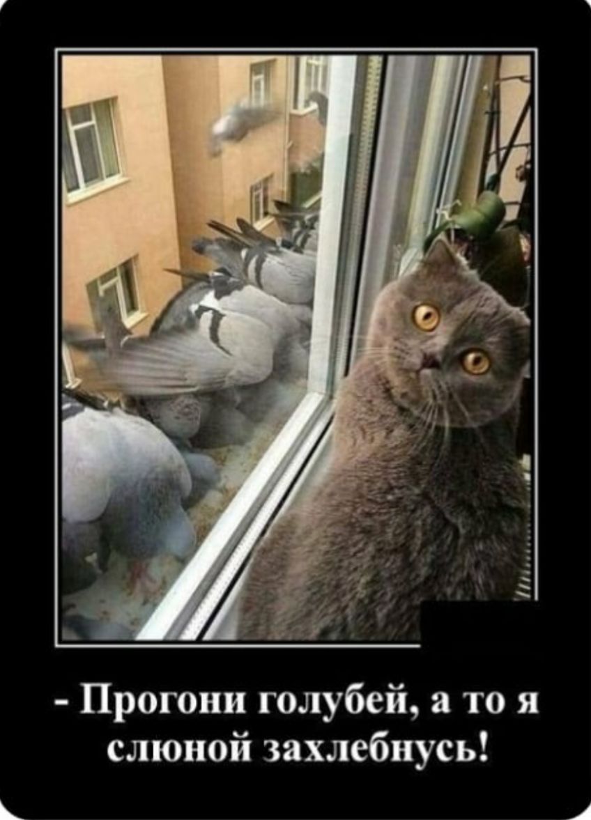 Прогони голубей а то я слюной захлебнусь