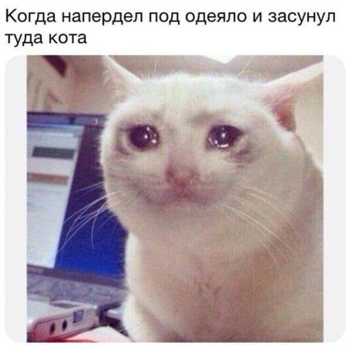 Когда напердел под одеяло и засунул туда кота