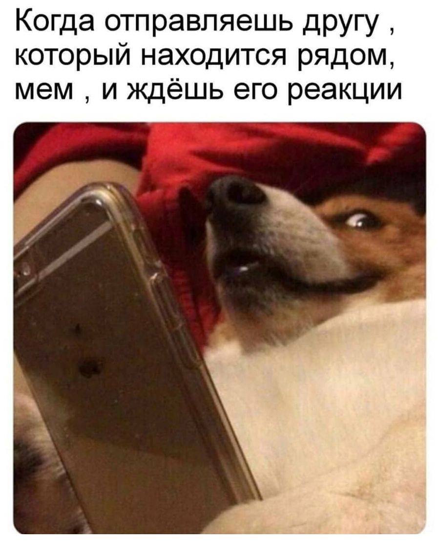 Когда отправляешь другу который находится рядом мем и ждёшь его реакции
