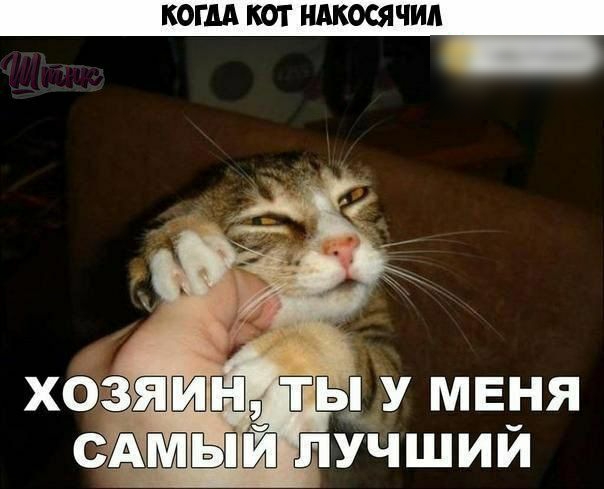 КОГДА КОТ НАКОСЯЧИА ты у меня АМЁПГЁП лучший