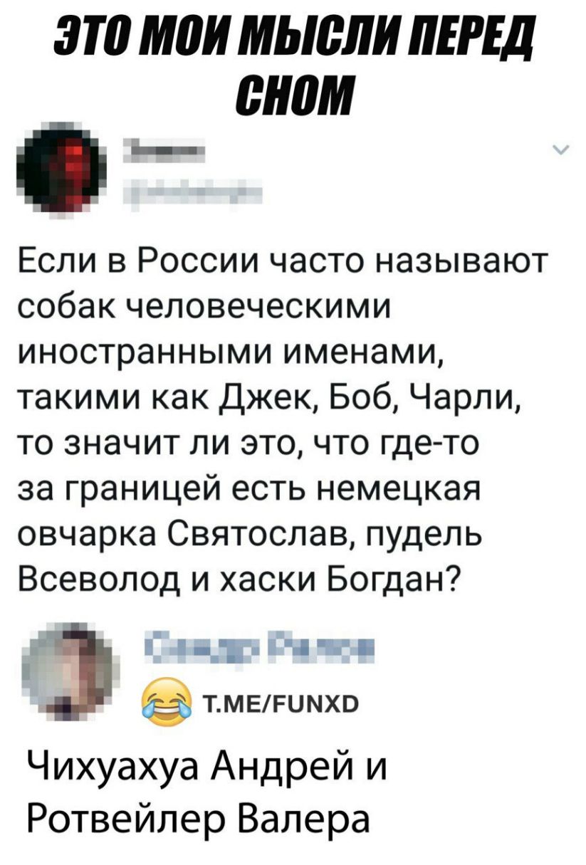 ЭТП МПИ мысли ПЕРЕД снам _ Если в России часто называют собак человеческими иностранными именами такими как Джек Боб Чарли то значит ли это что где то за границей есть немецкая овчарка Святослав пудель Всеволод и хаски Богдан д чит ТМЕРЦМХВ Чихуахуа Андрей и Ротвейлер Валера
