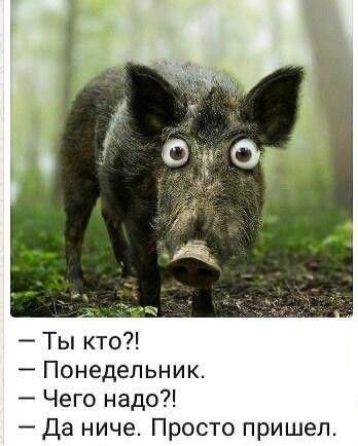 — Ты кто?!
— Понедельник.
— Чего надо?!
— Да ничего. Просто пришел.