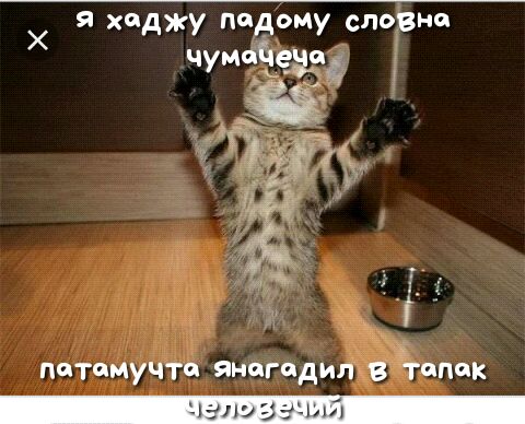 я хиджу пидому словно чумеіедиё ті _ за чо ПОТОМУЧТЦ ЯНЦГЦДИЛ В 0П0к
