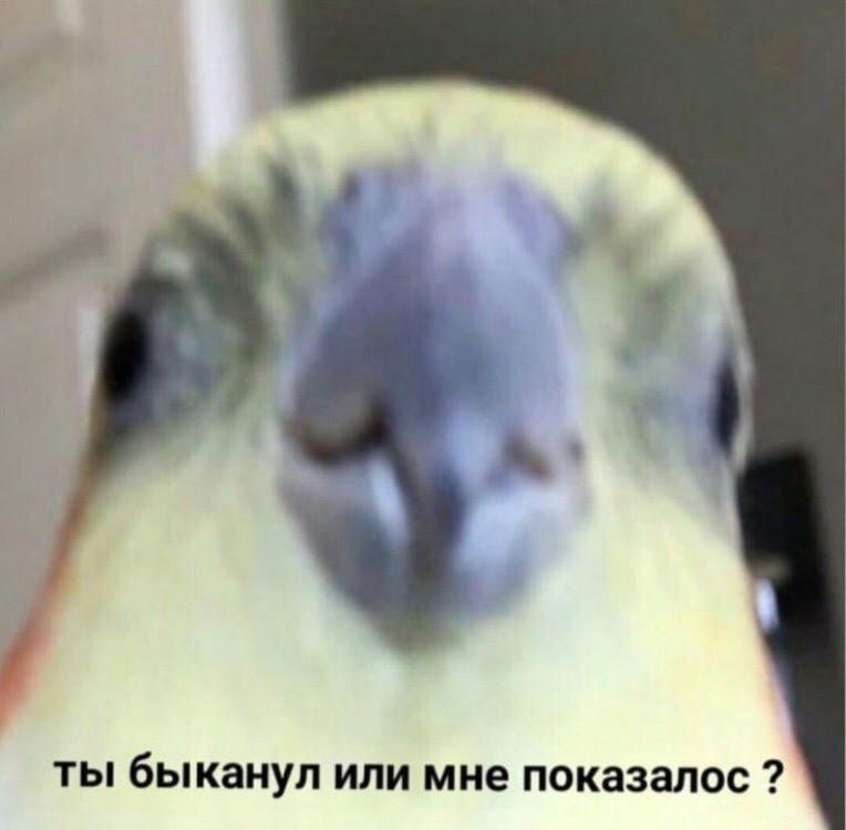 ты быканул или мне показалос