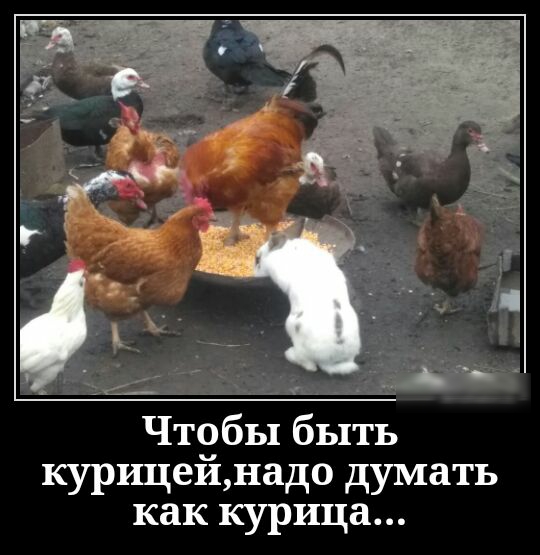 Чтобы быть курлщейдадо думать как курица